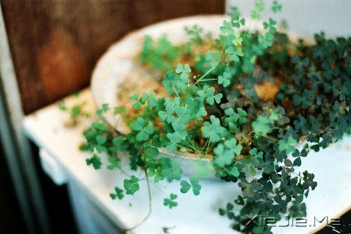 早安心语:人生与命运无关,与自己的选择有关 (2)